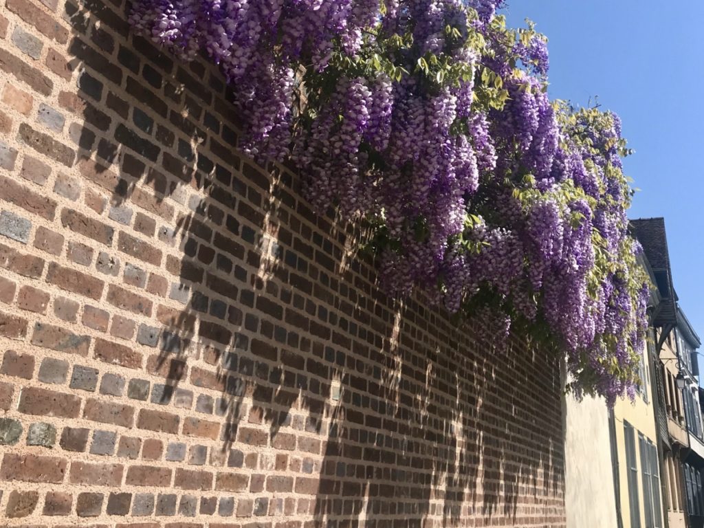 Wisteria growing over a wall in Troyes.
