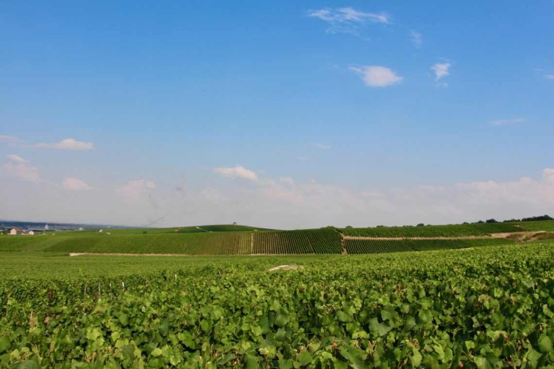 Landscape with green vineyards, a blue sky, and sparse clouds.