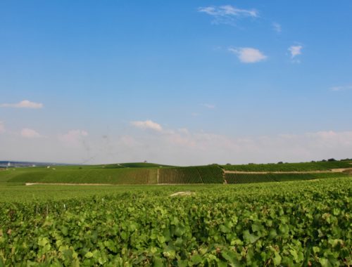 Landscape with green vineyards, a blue sky, and sparse clouds.