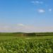 Landscape with green vineyards, a blue sky, and sparse clouds.