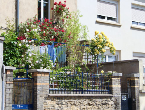 A sunny balcony of a French home teeming with red, white, and yellow roses. Clothes are drying on a rack in the sun.