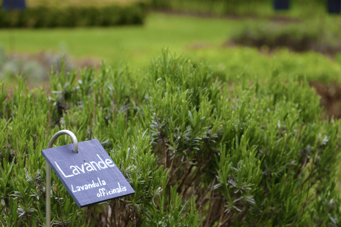 A sign that reads Lavande Lavandula officinalis in the Jardin de Simples in Reims, France.