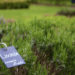 A sign that reads Lavande Lavandula officinalis in the Jardin de Simples in Reims, France.