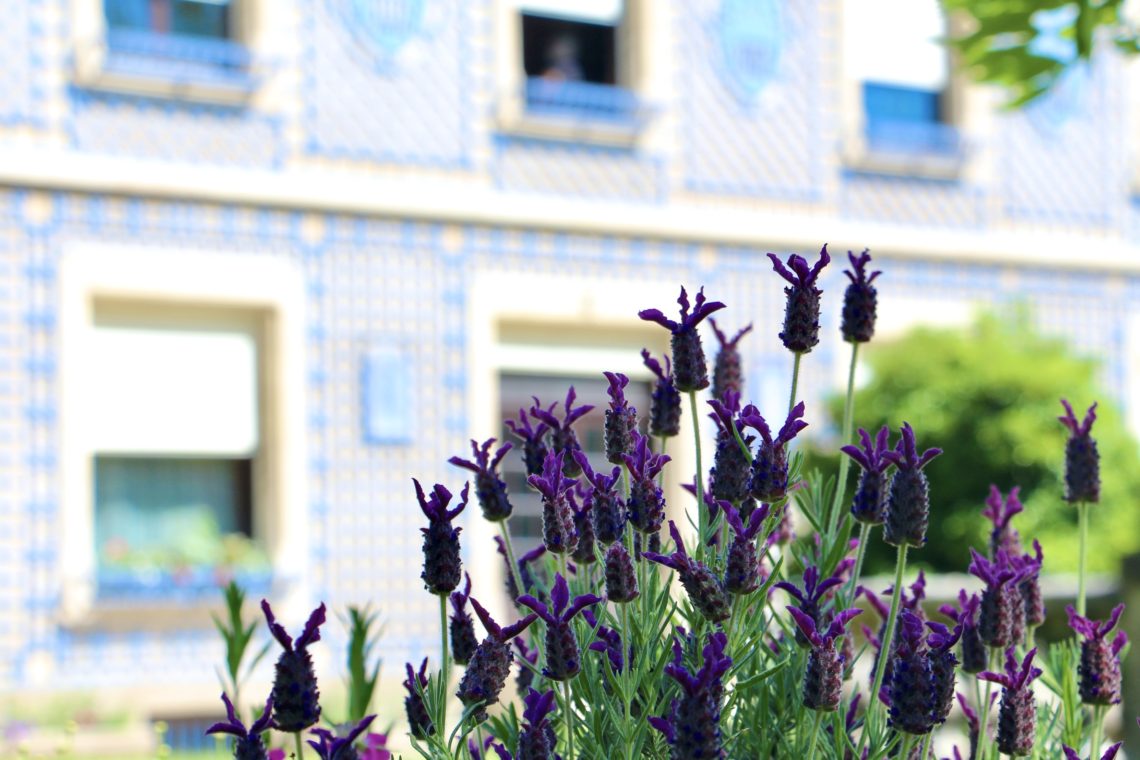 A close up of purple flowers in Nancy, France.