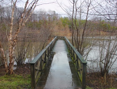 A wet, wooden bridge surrounding by trees and a lake in Virginia.