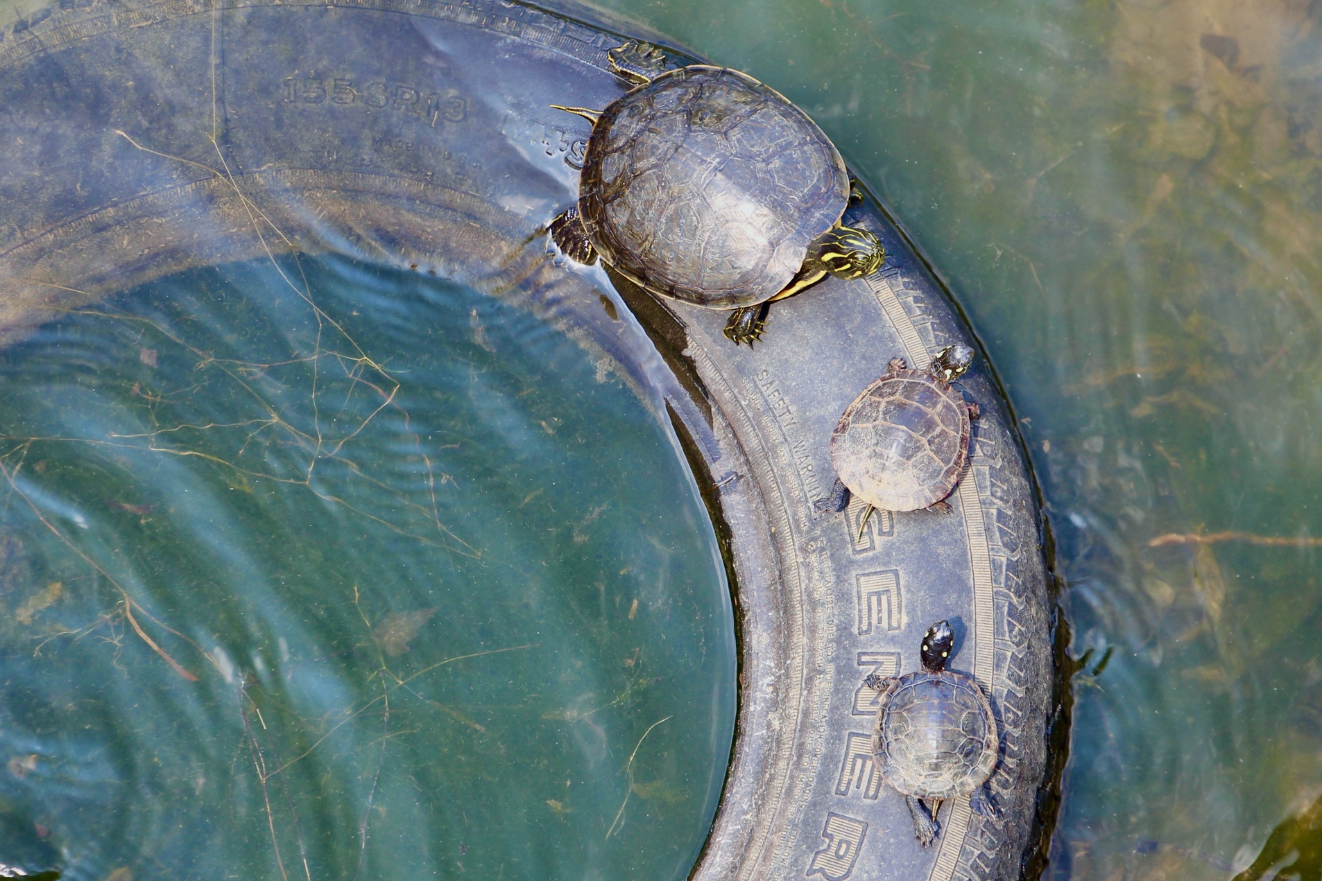 Three turtles rest on a tire in a lake in Virginia.