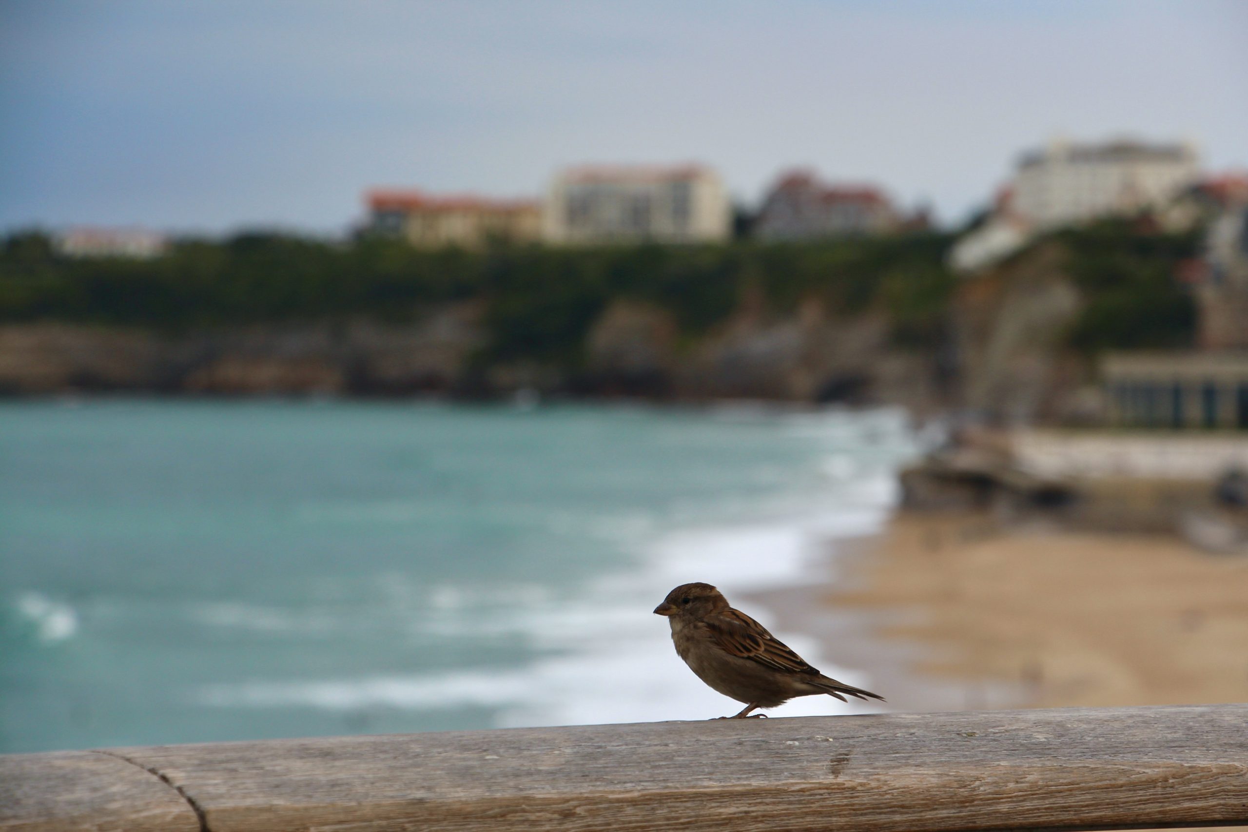 A close-up shot of a bird perched in front of a view of the Grande Plage in Biarritz, France.