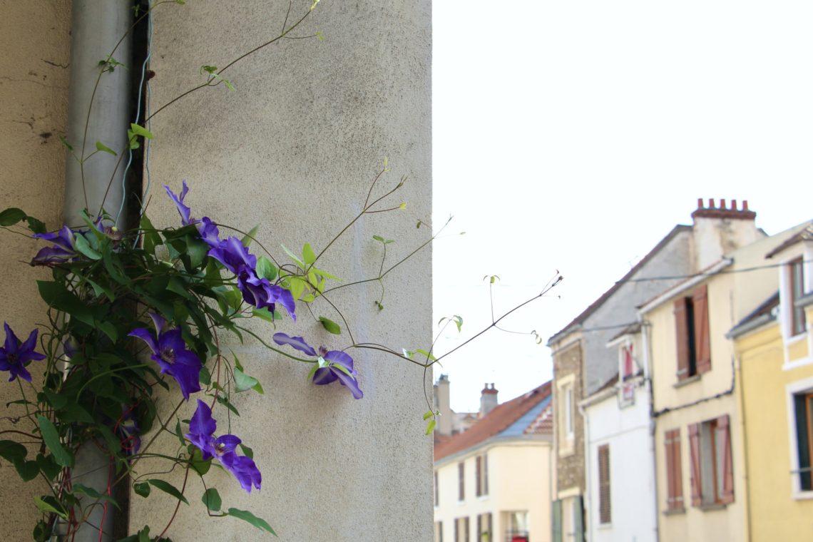 Flowers climbing a post on the side of a building in Palaiseau, France.